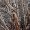 Dart's Gold Ninebark #2 - Image 3